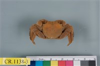 藏品(斑點擬相手蟹)的圖片